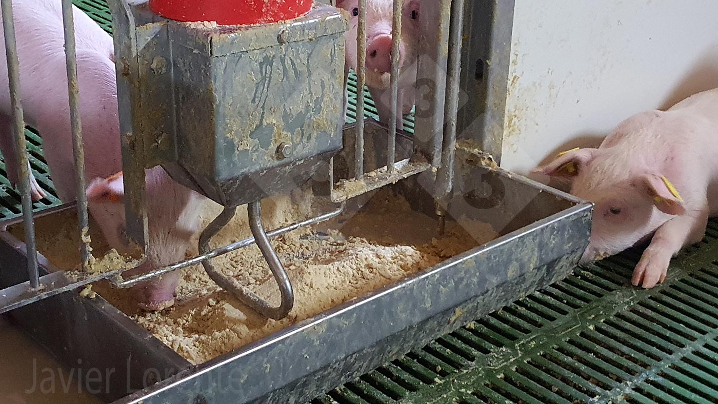 <p>Photo 8 : Tr&eacute;mie avec beaucoup d'aliment.</p>
