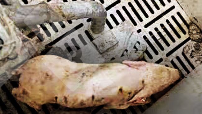 Figure 1.Porcelet pr&eacute;sentant une fi&egrave;vre >40&deg;C, une incoordination, des tremblements, une d&eacute;pression et une diarrh&eacute;e.
