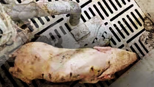 Figure 1.Porcelet présentant une fièvre >40°C, une incoordination, des tremblements, une dépression et une diarrhée.