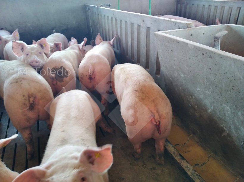 Photo 1 : porcs avec des queues mordues.
