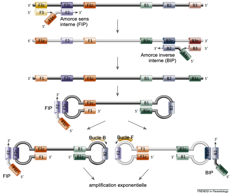 Figure 2 : Formation de boucles d'ADN dans la réaction de polymérisation de la méthode LAMP. Source : Alhassan et al. 2015. 
