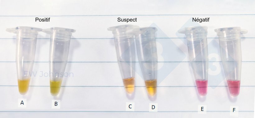 Figure 3 : Tubes de microcentrifugeuse d&#39;un test in situ de la m&eacute;thode LAMP dans un cas de peste porcine africaine. A : rate d&#39;une truie morte, B : fluides oraux de la m&ecirc;me truie (A), C-F : fluides oraux suspects et n&eacute;gatifs.
