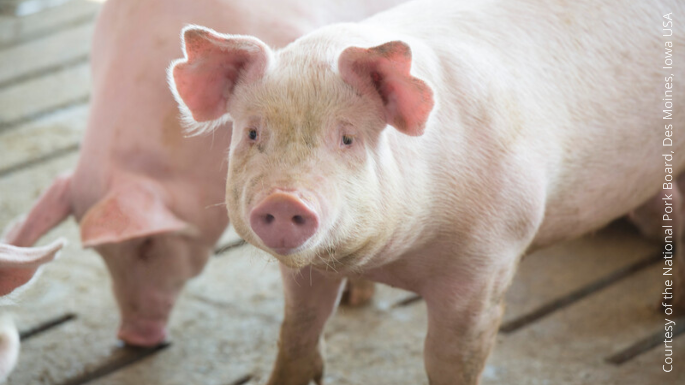Aux États-Unis, la prolifération de porcs sauvages inquiète sur le plan  sanitaire