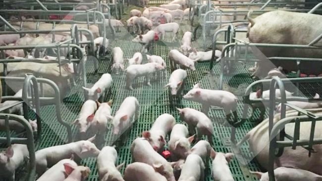 Figure 1 : Groupe de porcelets socialisés dans la maternité.