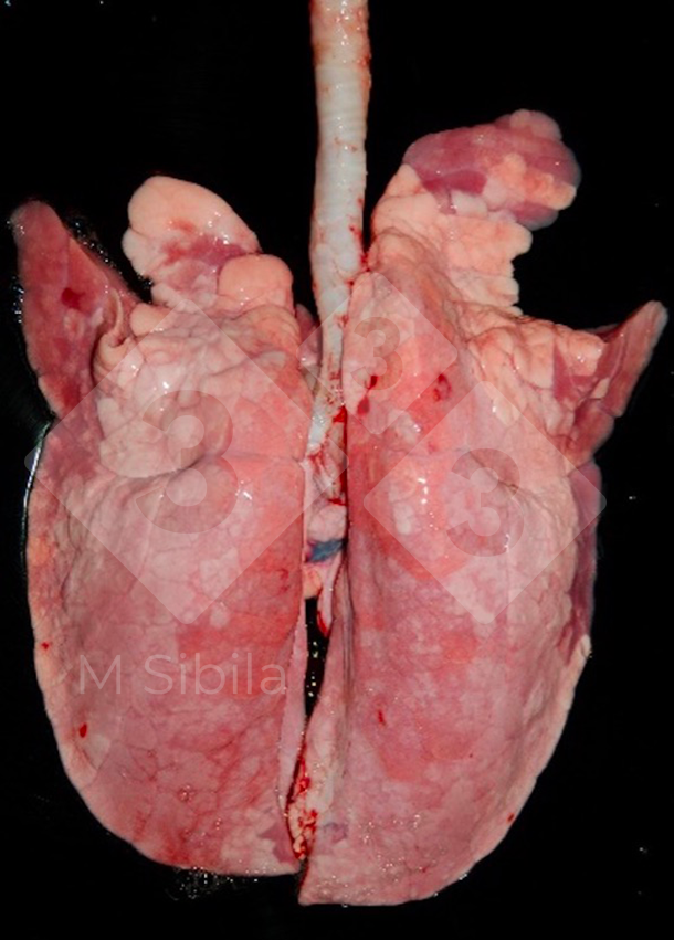 Figure 1 : Vue dorsale d&#39;un poumon pr&eacute;sentant des l&eacute;sions de consolidation pulmonaire cranio-ventrale (CPCV) caus&eacute;es par M. hyopneumoniae
