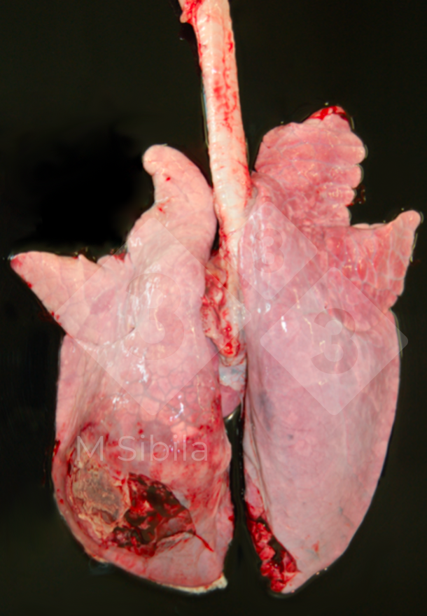 Figure 2 : Poumon avec pleur&eacute;sie fibrino-fibreuse unilat&eacute;rale dorso-caudale.
