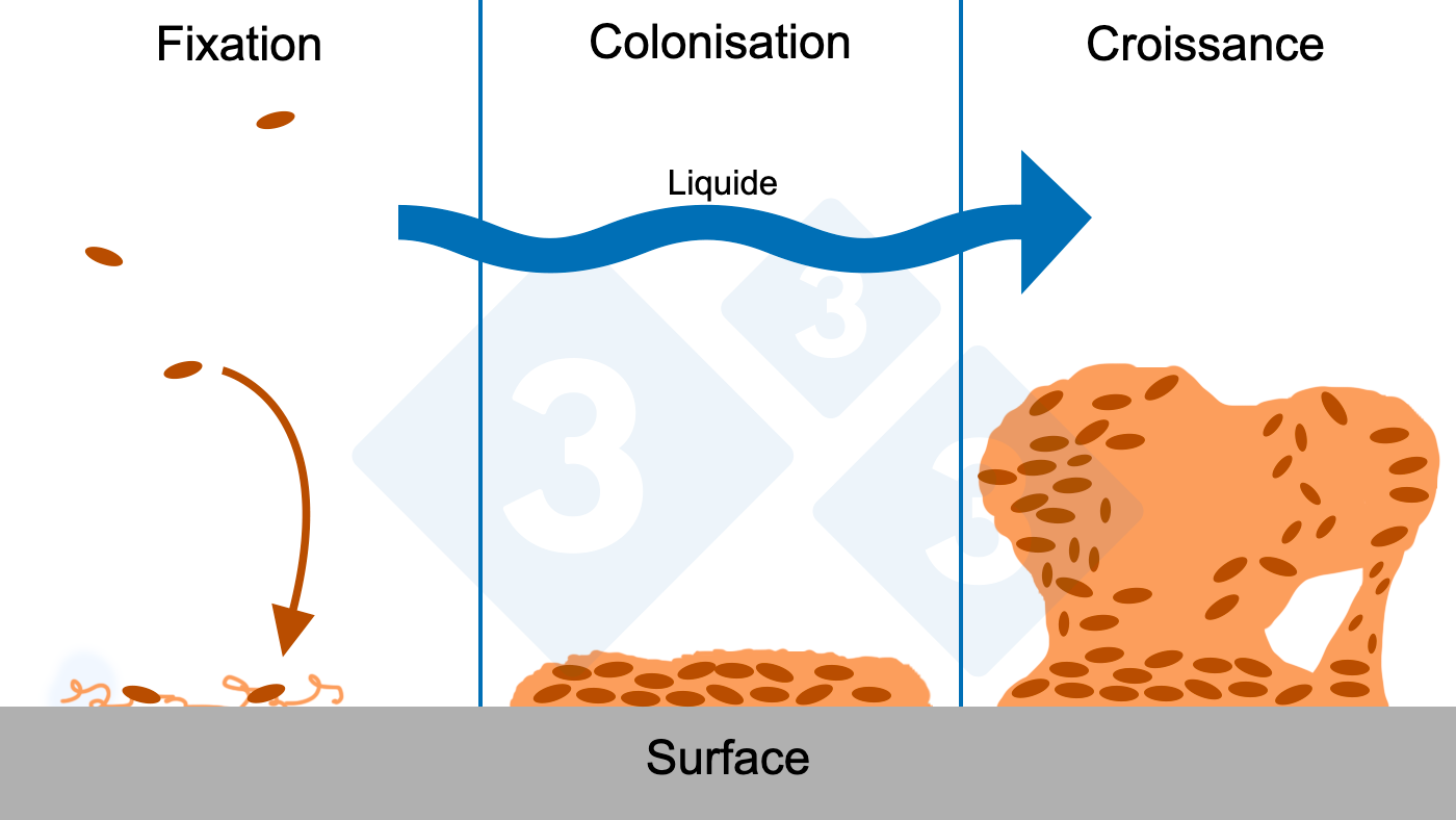 <p>Figure 6 : Trois phases de la formation d'un biofilm : fixation, colonisation et croissance de structures complexes du biofilm. Source : Figure adapt&eacute;e avec l'autorisation du Center for Biofilm Engineering, Montana State University.</p>
