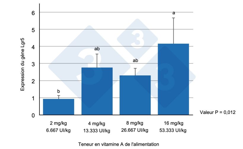 Figure 1 : Expression du g&egrave;ne Lgr5+ dans le j&eacute;junum de porcelets sevr&eacute;s nourris avec diff&eacute;rents niveaux de vitamine A. Les lettres diff&eacute;rentes indiquent des diff&eacute;rences statistiquement significatives (p&lt;0,05). Source : Wang et al. (2020)
