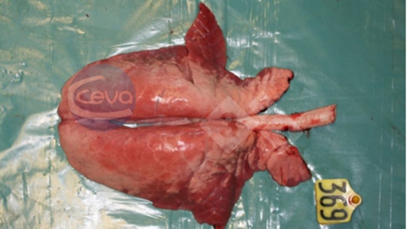 Image 1. Poumon de porc apr&egrave;s une infection exp&eacute;rimentale par le virus de la grippe A.
