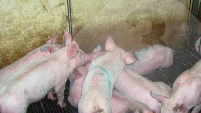 Figure 3 : Une mauvaise gestion des abreuvoirs a un impact négatif sur les coûts d'exploitation et l'environnement.