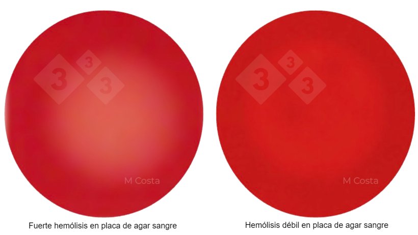 Figure 1 : Différence visuelle entre les souches de Brachyspira fortement hémolytiques (à gauche) et faiblement hémolytiques (à droite). Photos prises sur une gélose au sang de mouton à 5 %, la transparence indiquant l'hémolyse (décomposition des globules rouges).