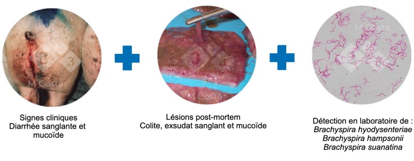 Figure 2 : Triade de tests proposés pour confirmer le diagnostic de dysenterie porcine.