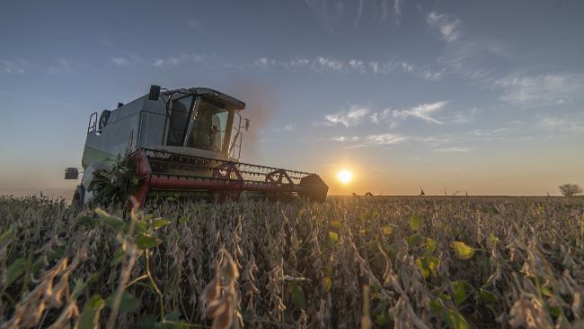Un niveau historique pour le blé d'hiver aux États-Unis - Le