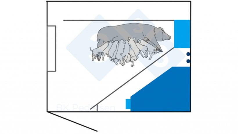 Figure 2. Auparavant, les exigences allemandes pr&eacute;voyaient un espace de 6,5 m2 ou plus, ce qui impliquait que la truie puisse s&#39;allonger sur le c&ocirc;t&eacute; sans toucher la paroi de l&#39;enclos avec ses pattes tendues. Par cons&eacute;quent, les enclos allemands de la premi&egrave;re g&eacute;n&eacute;ration mesurent g&eacute;n&eacute;ralement 3,00 m de long et 2,30 m de large. L&#39;enclos comprend une cage situ&eacute;e &agrave; 40 cm de la paroi de l&#39;enclos pour permettre &agrave; la truie de s&#39;allonger sans la toucher.

