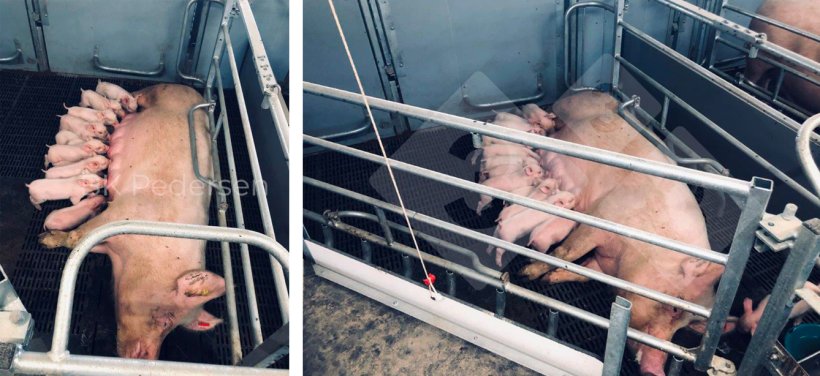 Figure&nbsp;3. Cases de mise-bas en Allemagne
