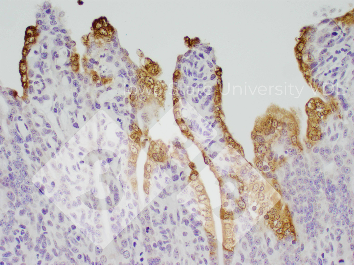 <p>Figure 1 : Coloration IHC de la DEP dans l'intestin gr&ecirc;le infect&eacute;. Source : Iowa State University VDL.</p>
