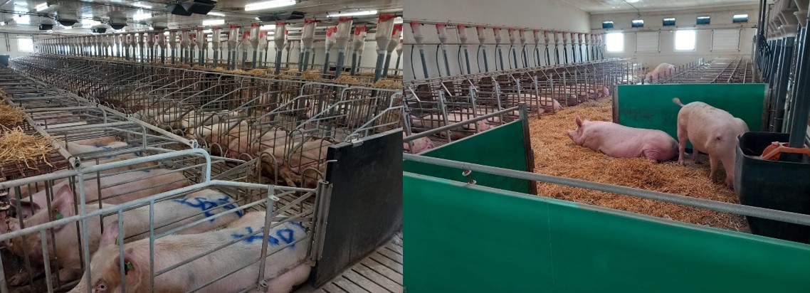 <p>Les truies re&ccedil;oivent r&eacute;guli&egrave;rement de la paille comme mat&eacute;riau d'enrichissement.</p>
