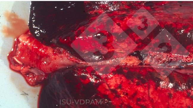 Figure 1 : Lésions pulmonaires nécro-hémorragiques typiques associées à une infection caractéristique de l'APP. Source : ISU-VDPAM : ISU-VDPAM.