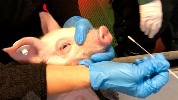 Figure 1 : Pr&eacute;l&egrave;vement d'un porcelet par &eacute;couvillon nasal (&agrave; gauche). &Eacute;couvillon nasal dans un milieu protecteur du virus (&agrave; droite).
