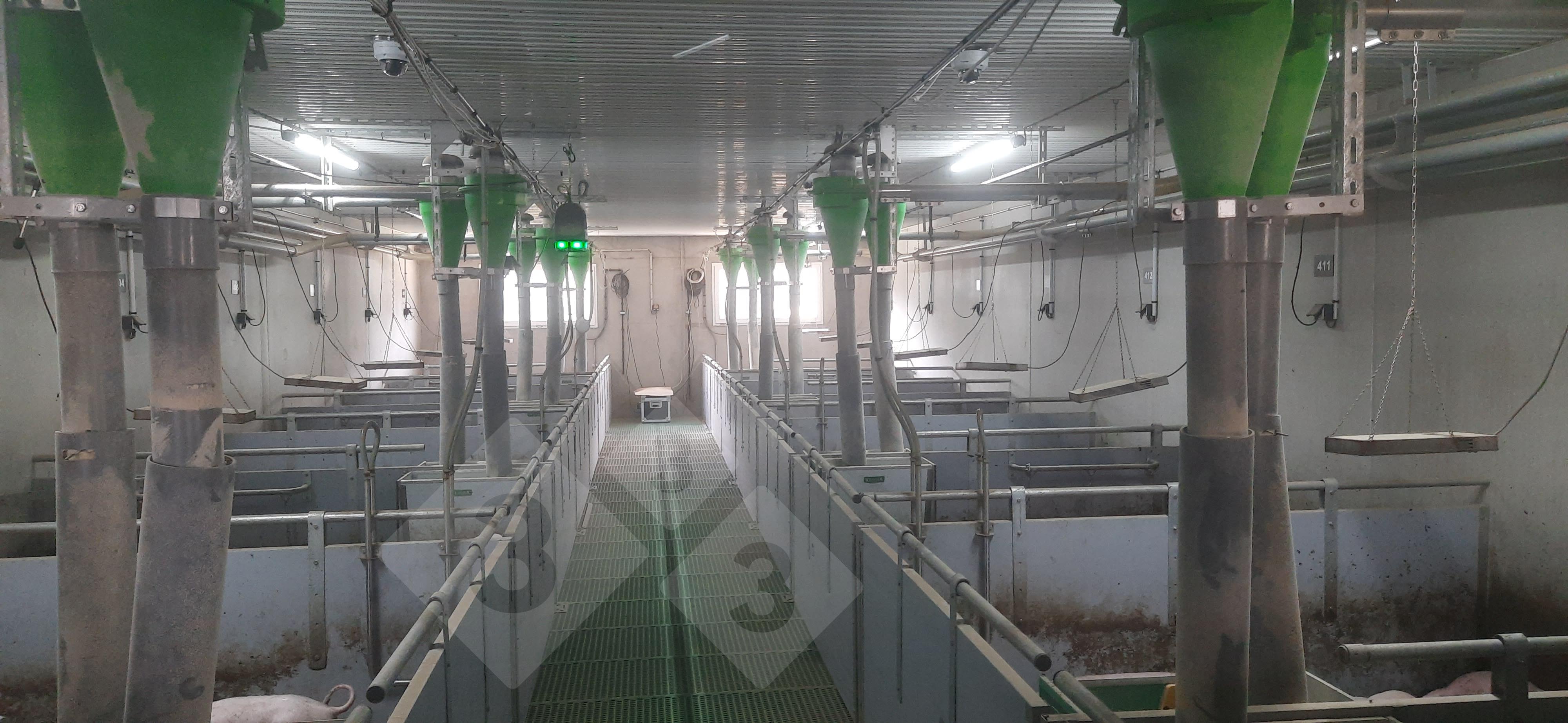 Dispositif de suivides porcs à queue entière.