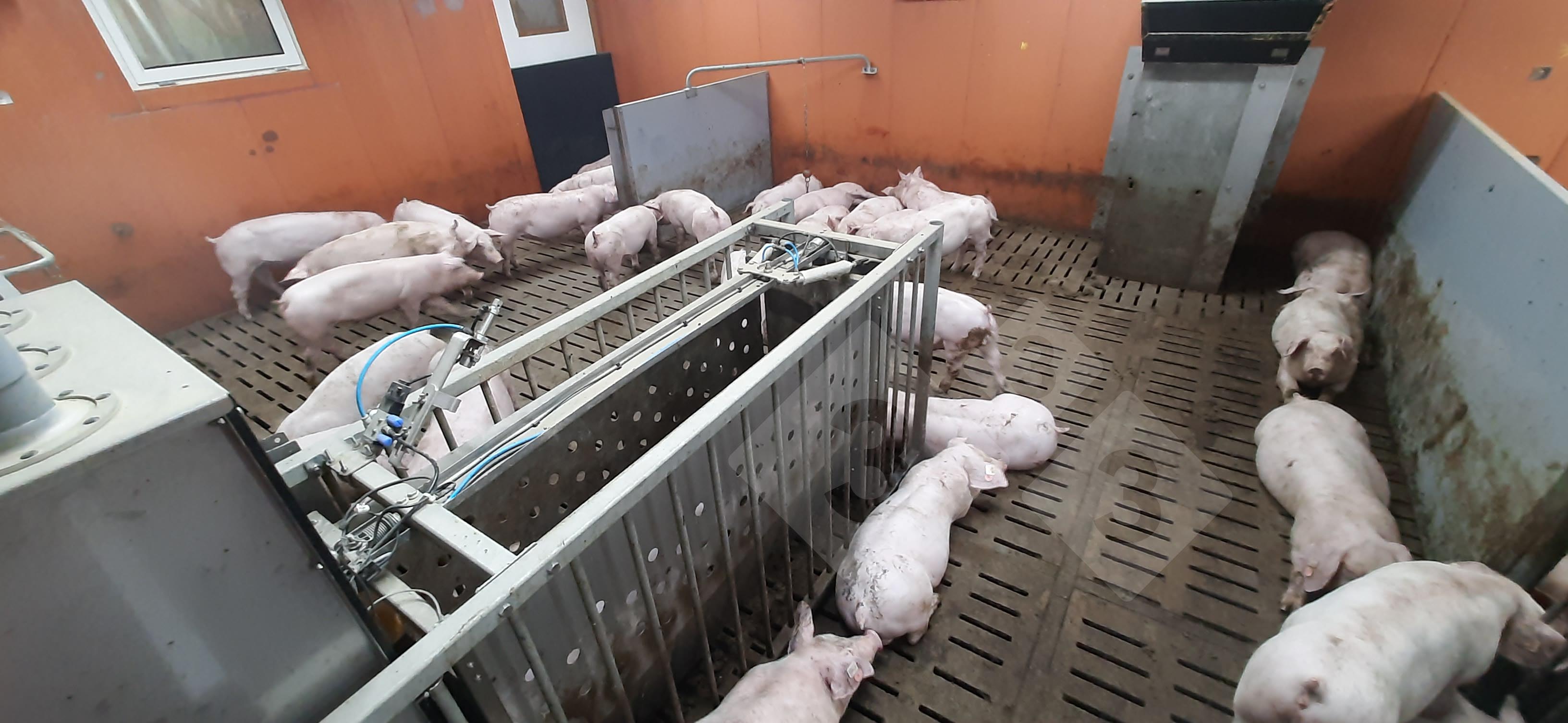 Engraissements individualis&eacute;s avec une DAC par case.
