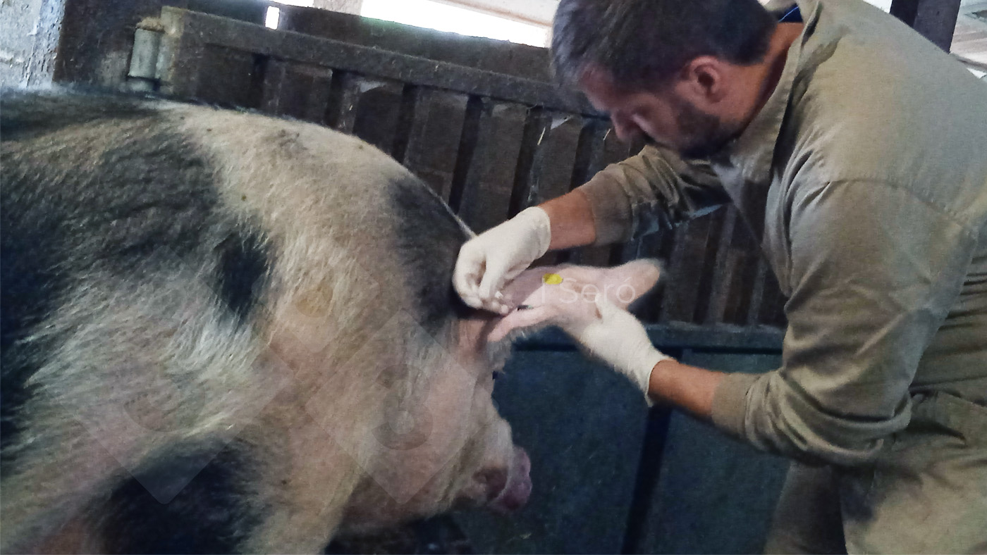 <p>Photo 2 : Ponction de la veine auriculaire.</p>
