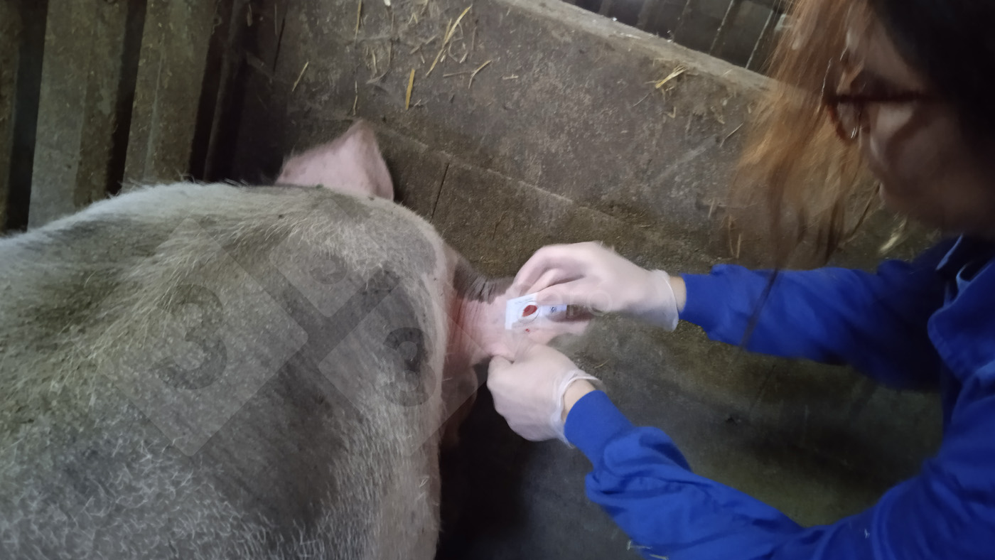 <p>Photo 4. Pr&eacute;l&egrave;vement d'un verrat &agrave; l'aide d'une carte FTA&reg;</p>
