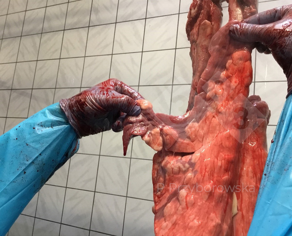 <p>Figure 1 : Examen sur la cha&icirc;ne d'abattage.</p>
