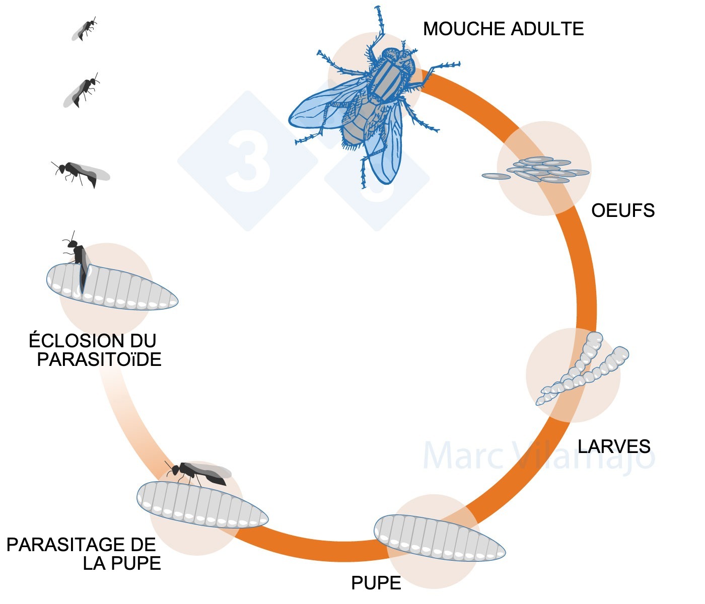 <p>Figure 3 : Cycle biologique de la mouche interrompu par l'action d'un parasito&iuml;de.</p>
