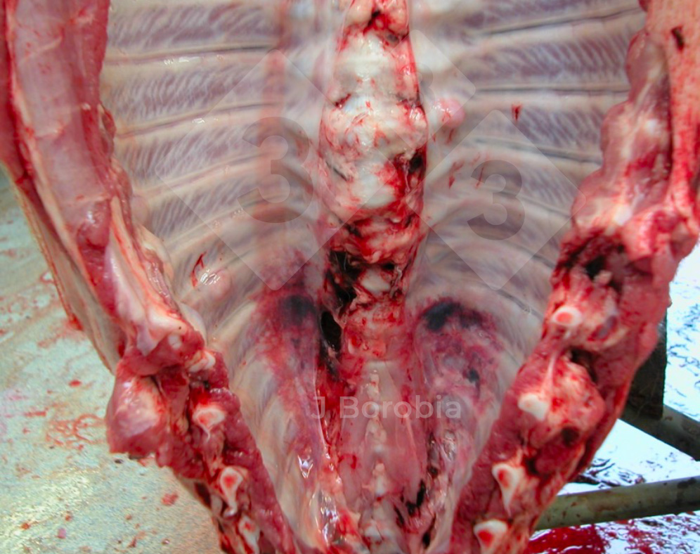<p>Figure 3. Exostose osseuse sur les côtes d'un porc mort à l'élevage</p>