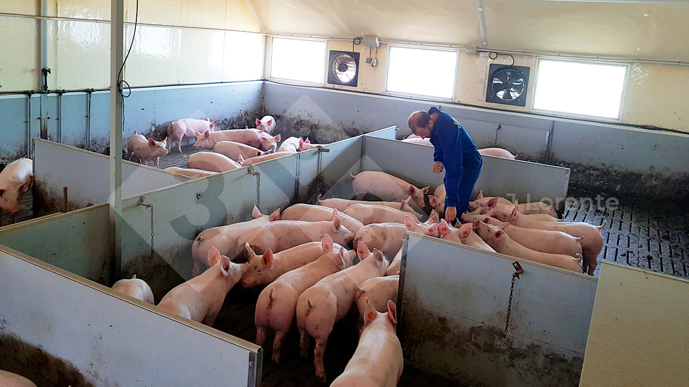 <p>Figure 5 : engraissement de grands groupes avec possibilit&eacute; de panneaux et de r&eacute;duction de l'espace.</p>
