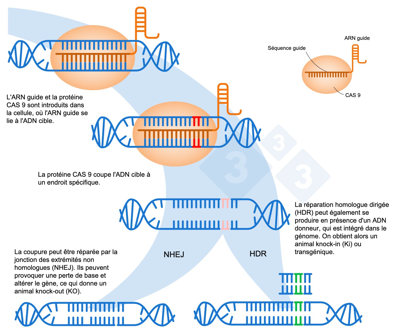 <p>Figure 1 : &Eacute;dition de g&egrave;nes &agrave; l'aide du syst&egrave;me CRISPR-Cas9. Un ARN guide (ARNg) reconna&icirc;t une r&eacute;gion g&eacute;nomique sp&eacute;cifique, laquelle dirige l'endonucl&eacute;ase ADN Cas9. Cette enzyme produit une rupture des deux brins d'ADN &agrave; l'endroit pr&eacute;cis. Adapt&eacute; de : https://es.moleculardevices.com/applications/gene-editing-with-crispr-engineering</p>
