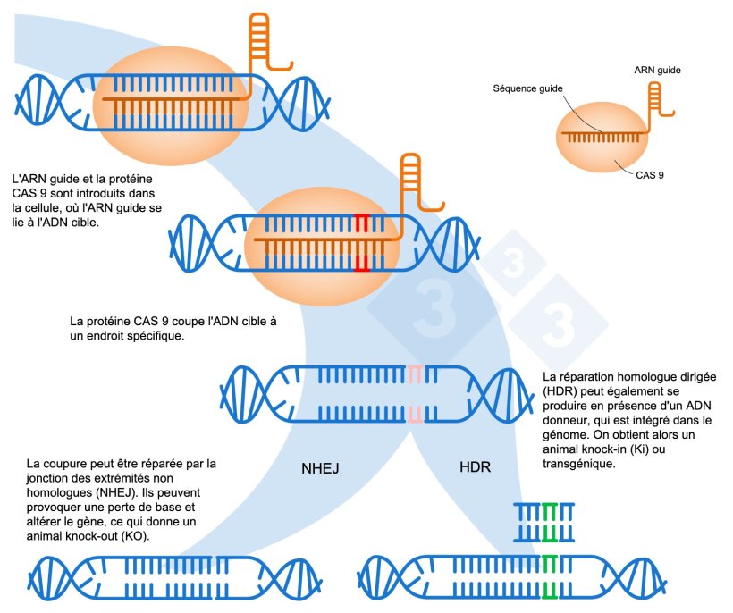 Figure 1 : Édition de gènes à l'aide du système CRISPR-Cas9. Un ARN guide (ARNg) reconnaît une région génomique spécifique, laquelle dirige l'endonucléase ADN Cas9. Cette enzyme produit une rupture des deux brins d'ADN à l'endroit précis. Adapté de : https://es.moleculardevices.com/applications/gene-editing-with-crispr-engineering