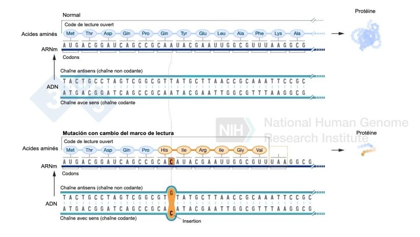Figure 2 : Exemple d'insertion d'un nucléotide qui implique un changement dans le code de lecture et entraîne la formation d'acides aminés différents de la normale et enfin un codon d'arrêt qui stoppe la formation d'autres acides aminés pour cette protéine. Source : https://www.genome.gov/es/genetics-glossary/Mutacion-con-cambio-del-marco-de-lectura