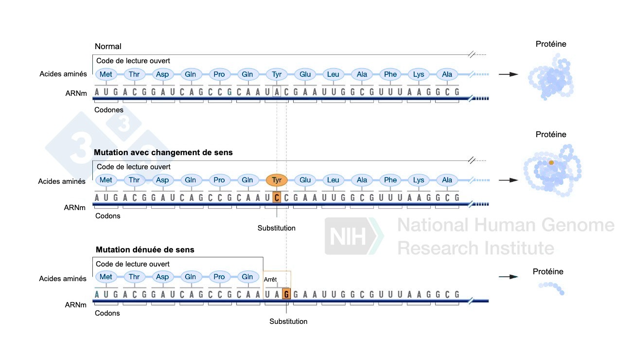 <p>Figure 4 : Utilisation d'&eacute;diteurs de bases pour g&eacute;n&eacute;rer des mutations ponctuelles dans le g&eacute;nome.</p>

