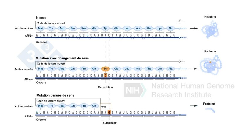 Figure 4 : Utilisation d'éditeurs de bases pour générer des mutations ponctuelles dans le génome.