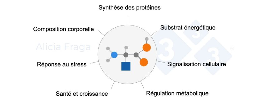 Figure 1 : Fonctions générales des acides aminés fonctionnels.