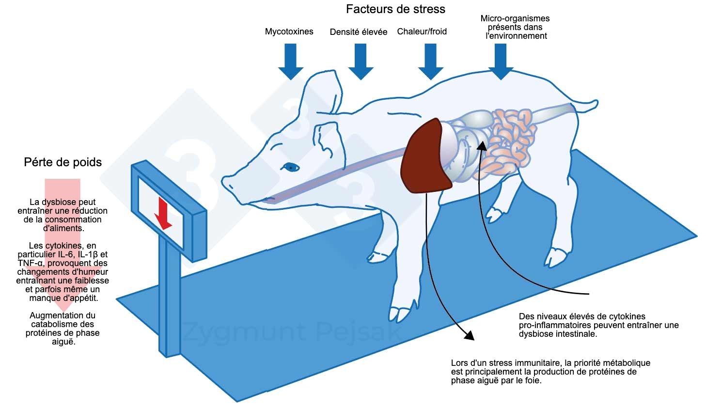 <p>Figure 1. L'un des coûts supplémentaires d'une alerte prolongée est la réduction de l'appétit et, par conséquent, l'allongement de la période d'engraissement. Comme la pression des facteurs de stress environnementaux affecte chaque animal différemment, il y aura une différence de poids entre les porcelets sevrés ou les porcs charcutiers du même âge. Cette différence de poids entre animaux du même âge peut avoir de graves conséquences économiques. En outre, en particulier chez les jeunes animaux, un régime alimentaire manquant de nutriments essentiels pour renforcer la résistance anti-infectieuse peut rendre les animaux plus vulnérables. Effets du stress sur l'immunité, la santé et la productivité, Z. Pejsak, 2023, 3trois3.com</p>