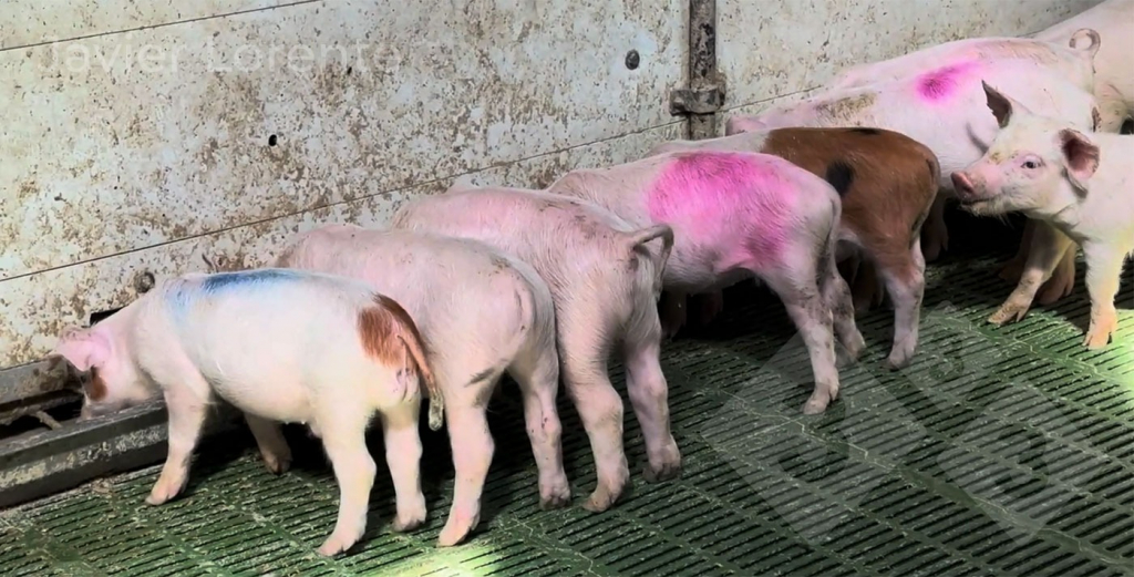 <p>Photo 1 : parc pour animaux malades.</p>