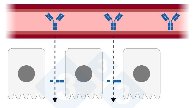 Figure 1 : Jonction &eacute;troite d&eacute;tendue dans l'&eacute;pith&eacute;lium mammaire. &Eacute;labor&eacute; par Sebastian Casir&oacute; - Adapt&eacute; de H. Quesnel et C. Farmer 2018
