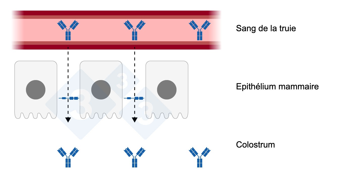 <p>Figure 1 : Jonction étroite détendue dans l'épithélium mammaire. Élaboré par Sebastian Casiró - Adapté de H. Quesnel et C. Farmer 2018</p>