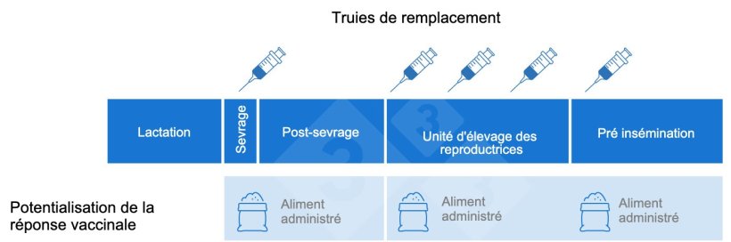 Figure 1 : Exemple d'un protocole de vaccination de cochettes et du moment où les bêta-glucanes peuvent être utilisés comme immuno-adjuvant pour améliorer la réponse vaccinale des vaccins souhaités.