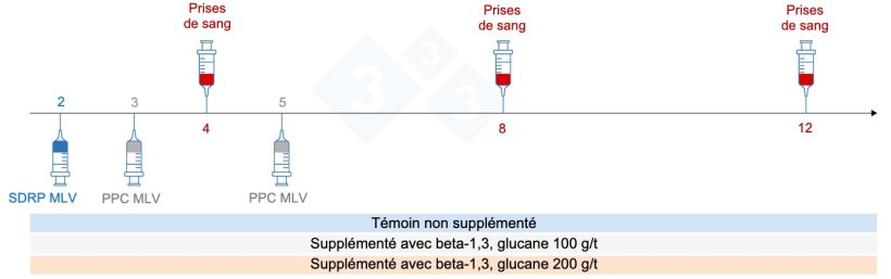 Figure 5 : Plan de l'essai : groupes, moment de la vaccination et pr&eacute;l&egrave;vement d'&eacute;chantillons sanguins (Chuaychu et al., 2024). Adapt&eacute; par S. Casir&oacute; de Chuaychu et al., 2024.
