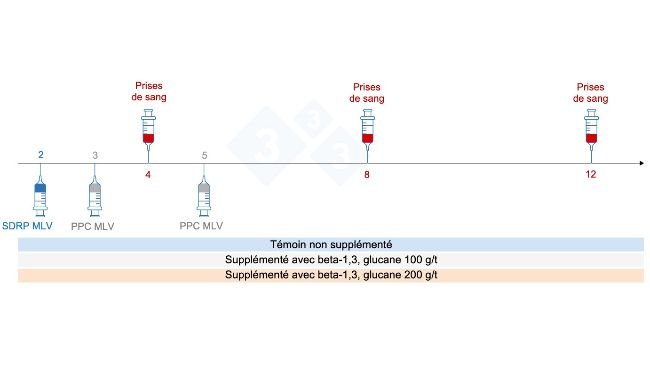 Figure 5 : Plan de l'essai : groupes, moment de la vaccination et prélèvement d'échantillons sanguins (Chuaychu et al., 2024). Adapté par S. Casiró de Chuaychu et al., 2024.