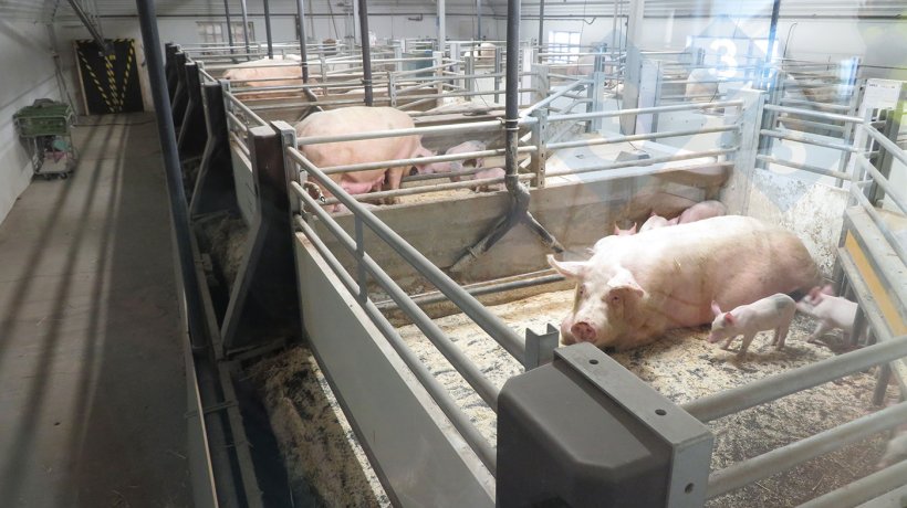 Syst&egrave;me de plancher mobile mis en &oelig;uvre chez les truies allaitantes.
