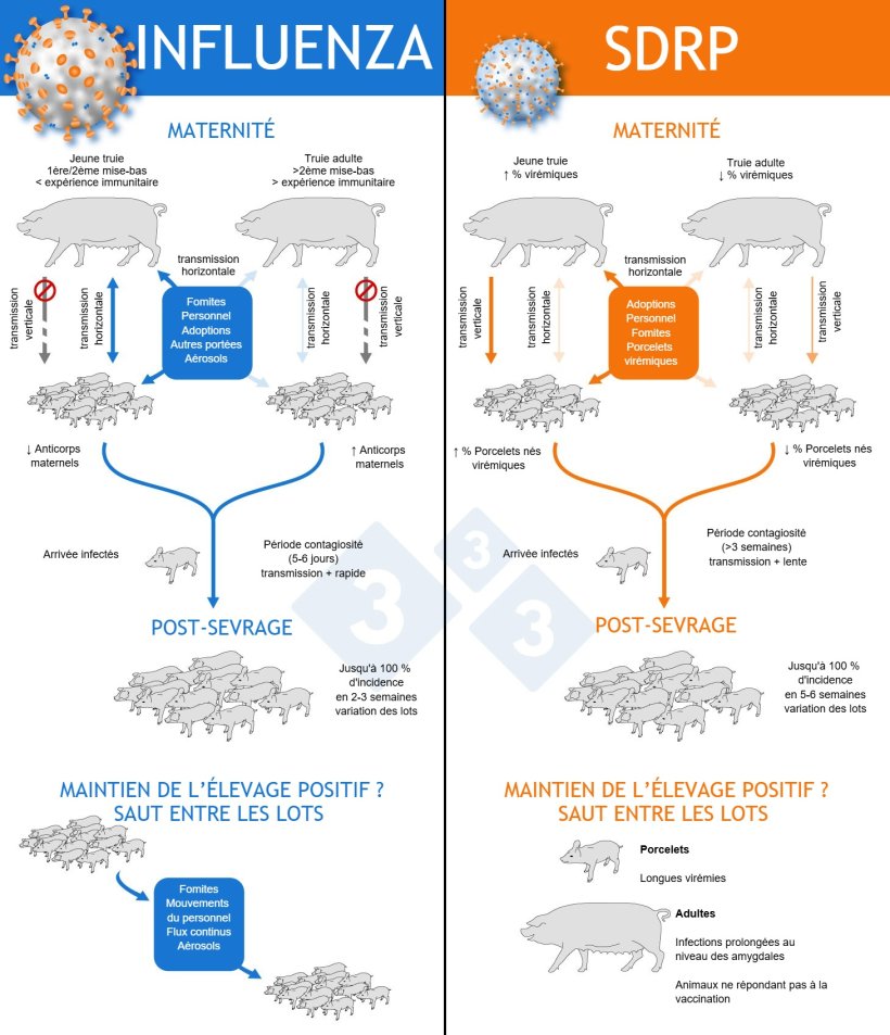 Figure 1 : Mécanismes par lesquels le SDRP et le virus de la grippe s'installent de manière endémique dans les élevages.