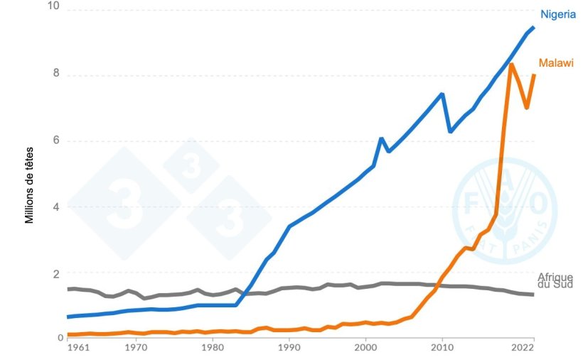 Graphique des effectifs porcins montrant la tendance de la croissance au Nigeria, au Malawi et en Afrique du Sud entre 1961 et 2022. Source : Organisation des Nations unies pour l&#39;alimentation et l&#39;agriculture (FAO)
