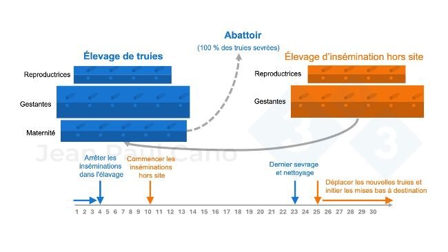 Figure 2. Diagramme chronologique et flux d'animaux pendant le dépeuplement et le repeuplement.