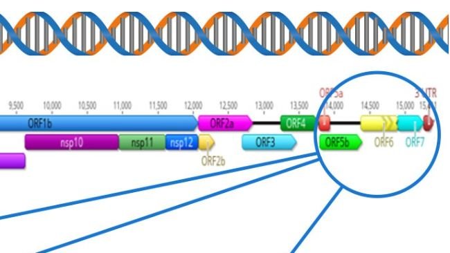 Figure 1 : Représentation schématique d'un génome complet du SDRPv (GenBank U87392) et des régions cibles dans les différents tests diagnostiques. Aux États-Unis, les tests RT-PCR visant à détecter des virus vivants modifiés (MLV) similaires à ceux du vaccin ciblent la région nsp2, et le séquençage CLAMP visant à bloquer l'amplification des virus MLV du vaccin pendant le séquençage Sanger cible le gène ORF5.