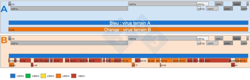 Figure 2 : A) Repr&eacute;sentation sch&eacute;matique d&#39;une comparaison entre deux s&eacute;quences g&eacute;nomiques compl&egrave;tes du SDRPv r&eacute;cup&eacute;r&eacute;es &agrave; partir d&#39;&eacute;chantillons de s&eacute;rum regroup&eacute;s 15:1 avec Ct de 18,4. Un virus de r&eacute;f&eacute;rence (couleur bleue) a &eacute;t&eacute; &eacute;tabli. Le niveau de similarit&eacute; des nucl&eacute;otides entre les virus est repr&eacute;sent&eacute; par des chiffres dans les encadr&eacute;s rouges. B) Repr&eacute;sentation sch&eacute;matique d&#39;une comparaison de deux s&eacute;quences g&eacute;nomiques du SDRPv r&eacute;cup&eacute;r&eacute;es &agrave; partir d&#39;&eacute;chantillons de s&eacute;rum regroup&eacute;s 5:1 avec Ct de 19,5. Un virus a &eacute;t&eacute; &eacute;tabli comme souche de r&eacute;f&eacute;rence (couleur bleue). Le niveau de similarit&eacute; des nucl&eacute;otides entre les fragments du g&eacute;nome r&eacute;cup&eacute;r&eacute;s du deuxi&egrave;me virus est cod&eacute; par des couleurs et &eacute;galement repr&eacute;sent&eacute; par des chiffres dans les encadr&eacute;s rouges. Les g&egrave;nes du g&eacute;nome du SDRPv sont repr&eacute;sent&eacute;s dans la partie sup&eacute;rieure des panneaux A et B. Les ORF individuels pr&eacute;sents dans une s&eacute;quence du g&eacute;nome complet du SDRPv sont repr&eacute;sent&eacute;s dans la partie sup&eacute;rieure des cadres A et B.
